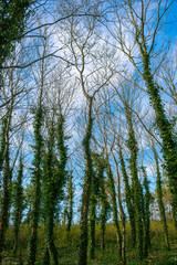 tree covered with ivy