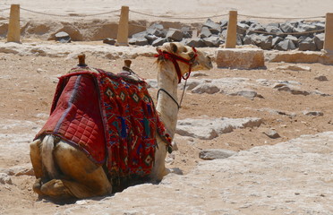 Fototapeta premium Kamel in Ägypten