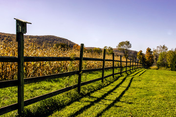 Sunny field & fence rural landscape
