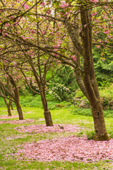 Row of blooming sakura blossom trees with fallen pink flowers and squirrel in spring