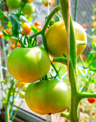 green tomatoes on a branch