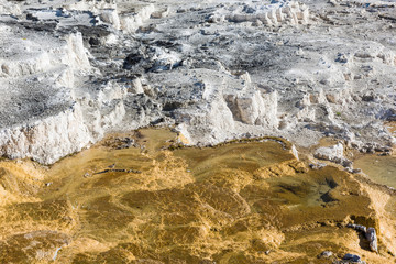 Mammoth hot springs travertine terraces in Yellowstone National Park with steam, step pools and bird