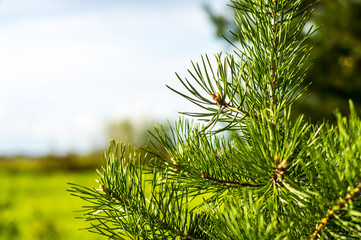Веточка молодой сосны © drevniy2701