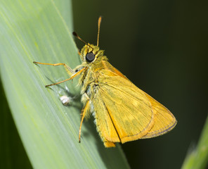 Obraz premium macro of large skipper, an orange butterfly on a leaf