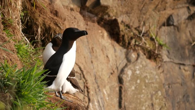 Razorbill (Alca torda) on Skomer Island, Wales, Pembrokeshire, South Wales, UK