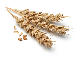 wheat ear isolated on white background cutout