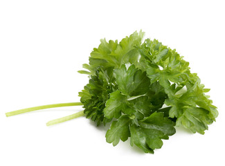 fresh parsley herb  leaves isolated on white background cutout