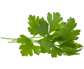 fresh parsley herb  leaves isolated on white background cutout