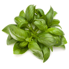 Sweet basil herb leaves bunch isolated on white background