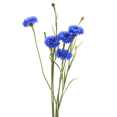 Fototapeta premium Blue Cornflower Herb or bachelor button flower bouquet isolated