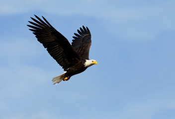 Bald Eagle in Flight with Blue Sky background. Alaska