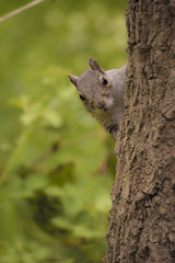 Curious  squirrel sitting on tree