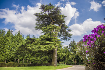 Fototapeta na wymiar Path along trees and flowers in summer with blue sky
