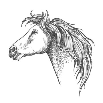 Racehorse head sketch for horse racing design