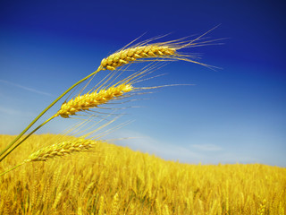 Closeup cropped image of a golden field of wheat