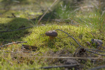 boletus in the wild forest -  Boletus edulis