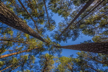 Upper branches of a tree with blue sky
