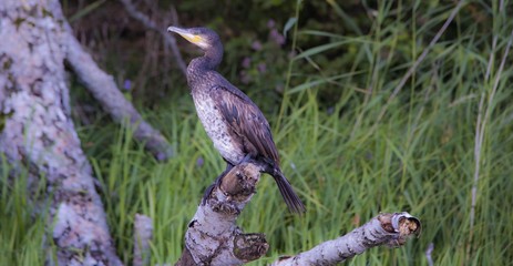 Great cormorant in the natural environment Phalacrocorax carbo