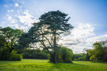 sun tree branches light field