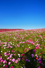 日立海浜公園　コスモスと紅葉したコキア