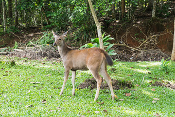 Deer in Jungle, Khao Yai National Park, Thailand.