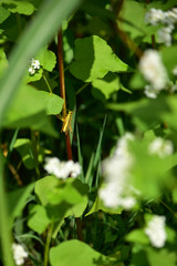 そばの茎にしがみつくバッタ