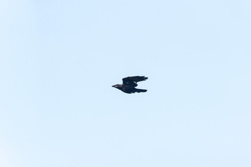 American Crow in flight