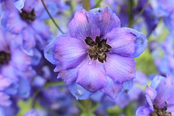 Blue mid-century hybrid "Delphinium Moody Blues" flower (or Larkspur, Spurrier) in St. Gallen, Switzerland.