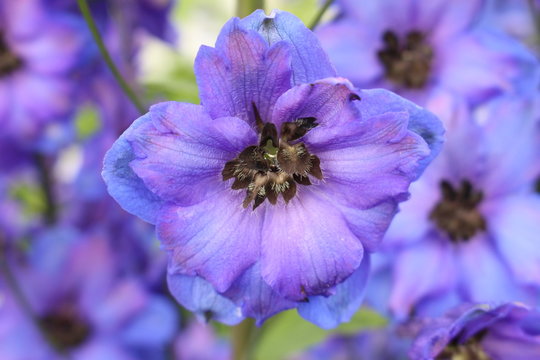Fototapeta Blue mid-century hybrid "Delphinium Moody Blues" flower (or Larkspur, Spurrier) in St. Gallen, Switzerland.