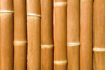 bamboo