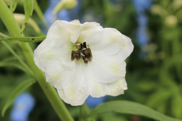 Obraz premium White mid-century hybrid 