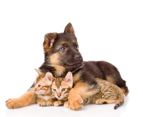 puppy dog embracing little kittens. isolated on white background