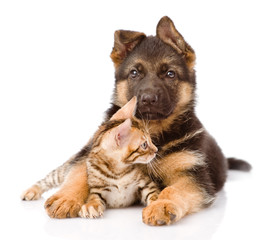 german shepherd dog embracing little bengal cat. isolated on white