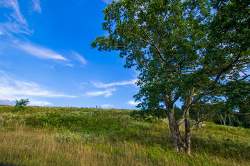 Fototapeta premium Big Meadow on Overlook Drive Shenandoah National Park, Virginia