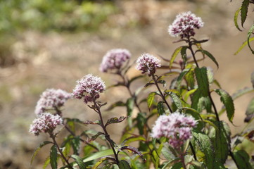 ヨツバヒドリ　花　野の花