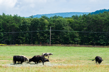 Scenic Landscape of Elkton, Virginia around Shenandoah National