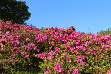 冨士山公園のつつじ園