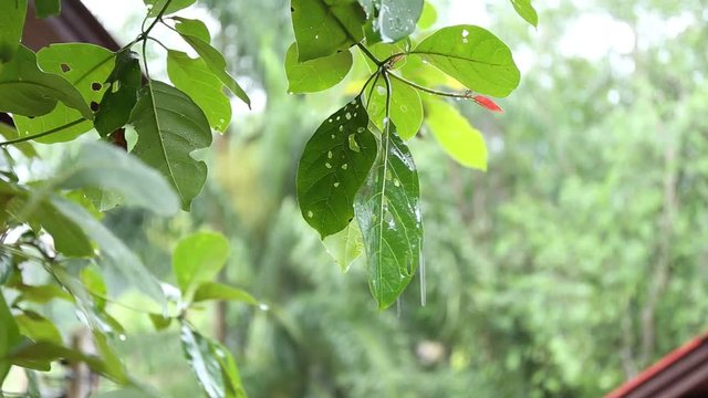 Rain on green leaves