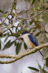 Kingfisher in Australia sitting on a branch
