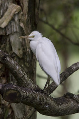 Intermediate Egret (Ardea intermedia) standing on a branch.