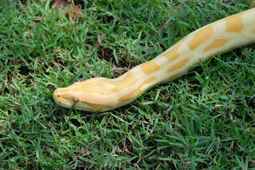 yellow snake