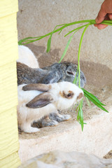 cute rabbit eat vegetable