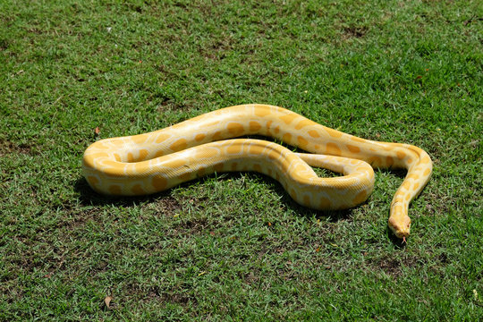 yellow snake