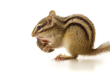 クルミを食べるシマリス