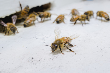 The bees at front hive entrance, honeycomb in a wooden frame