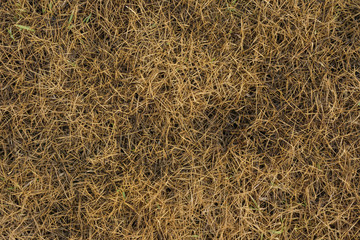 Hay Brown The background.