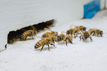 The bees at front hive entrance, honeycomb in a wooden frame
