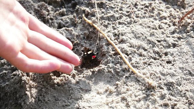 red and black butterfly on the sand