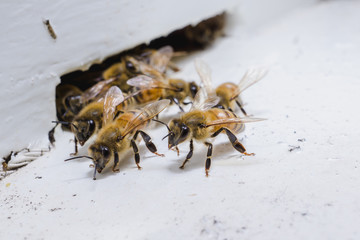The bees at front hive entrance, honeycomb in a wooden frame