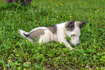 Naklejka na ściany i meble Cute white puppy on the lawn.